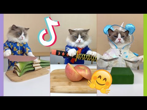 NEW THAT LITTLE PUFF TikTok Compilation #catdrinkmaker #smartcat #tiktokthatlitlepuff