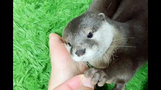 How to spend a holiday on a rainy day [Otter life Day 30] 雨の日の休日のカワウソの過ごし方