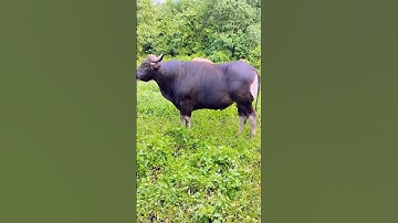 #youtube #shorts #short #shortvideo  #sapi #sapisuper #sapimoo #sapijumbo #sapibali #cow #bull