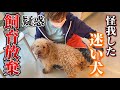 【飼育放棄疑惑】皆んなの協力で救われた迷い犬