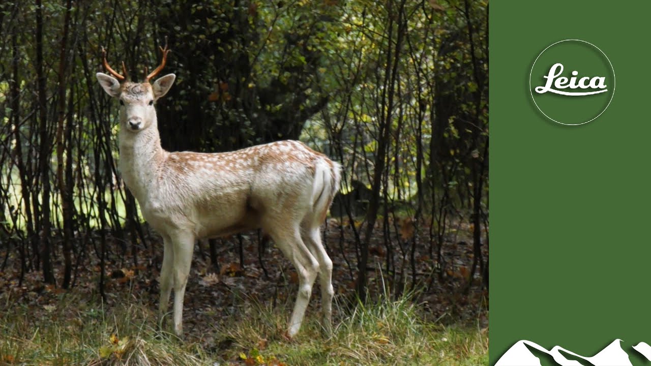 Hunting the start of the fallow rut