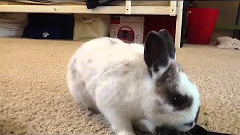 How to get your Rabbit to come when called