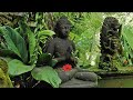 Buddhas flute music zen garden 7