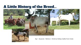 Brahman History