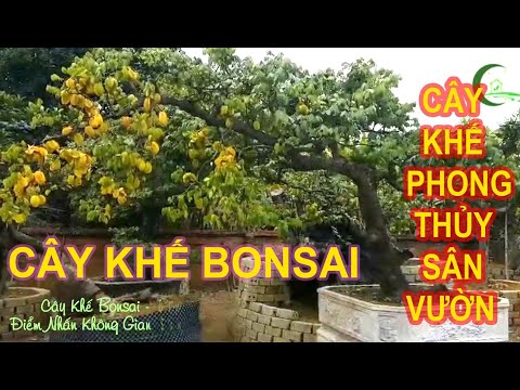 Video Cây Khế Bonsai Phong Thủy Sân Vườn Dáng Đẹp - youtube