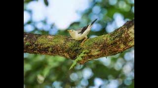 The white-headed starling, also known as the Andaman white-headed starling. Facts in description.