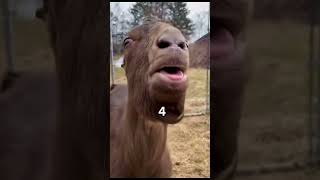 Funny goats