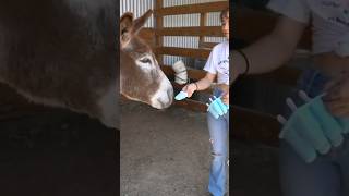 Donkey Loves His Popsicle 🐴🥰 #Shorts #Donkey #Notapet #Emu #Maya #Mayahiga #Alveus #Streamer