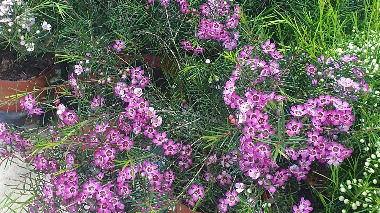 ĐẸP RẺTỐI 3/2.THANH LIỄU,HỌNG HỒNG,KIỀU TÍM,GÀ,HỒ ĐIỆP,SATO,ĐENRO,CHUỖI NGỌC (0849490188/0396164604