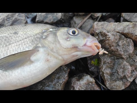 Осенний Лещ на Фидер .Фидерная ловля Леща глубокой Осенью на большой Реке.