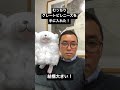 むっちりグレートピレニーズを入手!ベロ出しがルンルンと似てる!