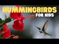 Hummingbird Facts and Features