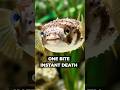 The Pufferfish: 1200 Times Deadlier Than Cyanide