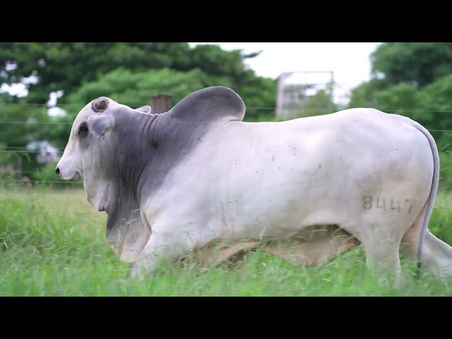 Lote 22   Leilão Virtual Super Nelore 8 Edicao