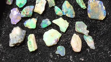 Opalised fossils the best for last from Lightning Ridge  Australia RP848