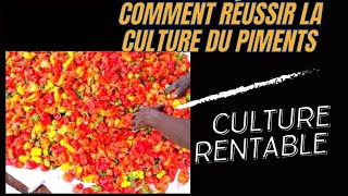 culture du piment très rentable, voici  comment se lancer