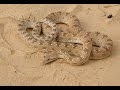 أخطر أنواع الثعابين السامة فى المملكة العربيه السعودية