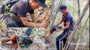 yo hav zoov cuab hlua kai qaib qu 28  3  2021