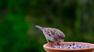 Bird   #فيديو #قصير #عصفور