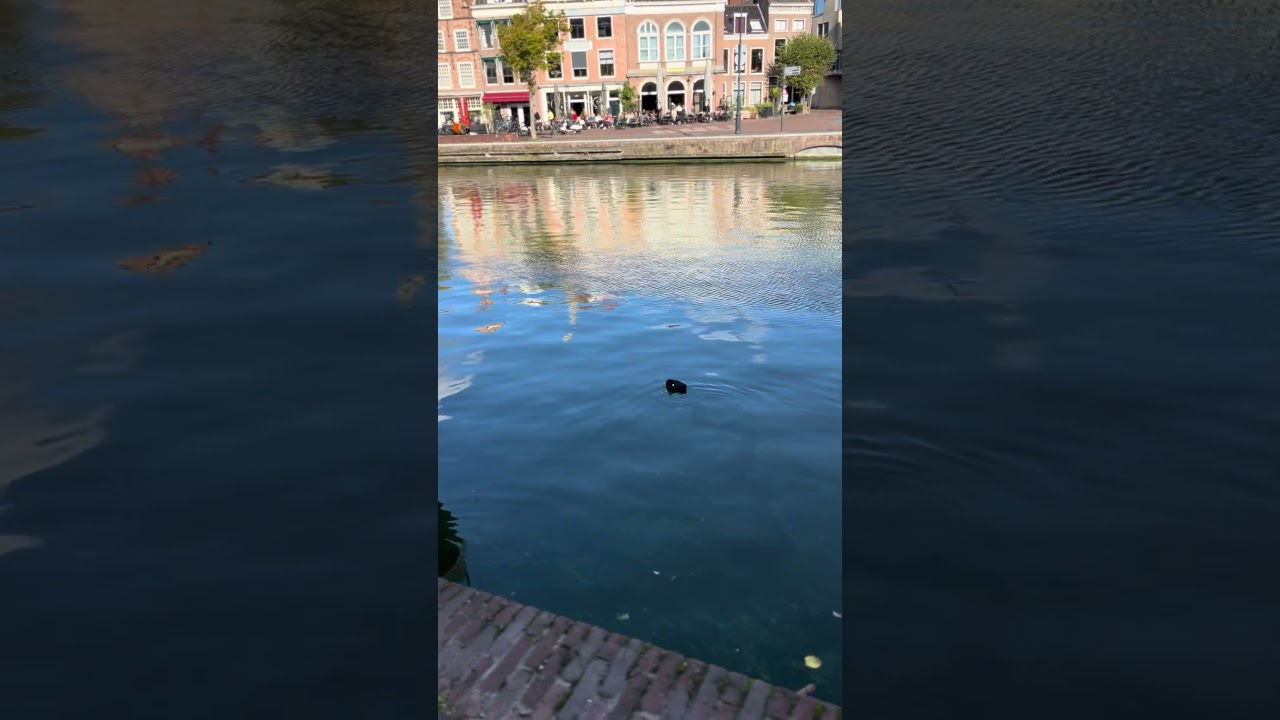 Утром выходного дня в Харлеме -продолжение . 