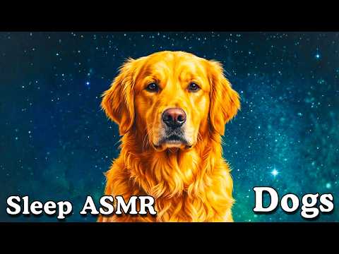 The Most Relaxing Facts About Dogs To Fall Asleep To