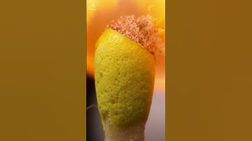 ASMR Matches vs Matches close up macro #shorts #satisfying #closeup #asmr  #macro  #viralshorts