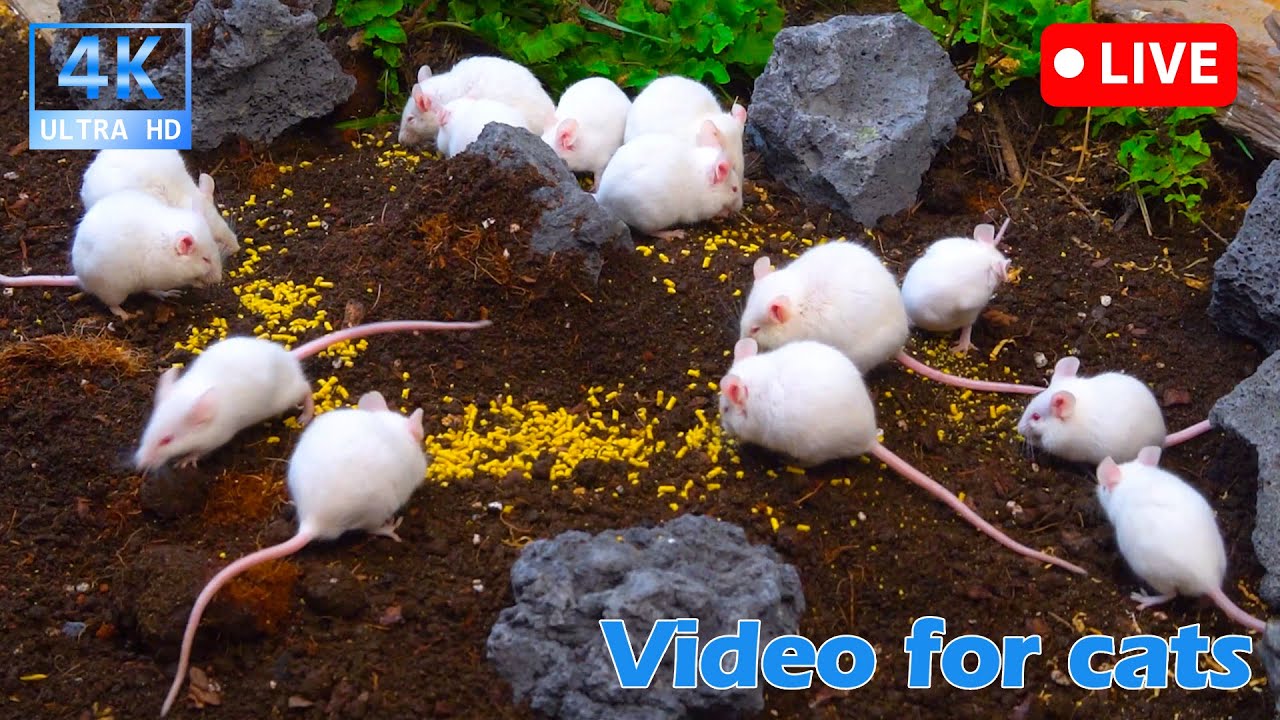 🔴 LIVE 24/7 | Mice on the Move: Nonstop Nature Fun for Cats 🐭🌿📺 - YouTube