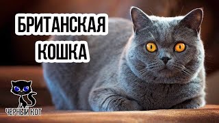 ✔ Британская кошка: плюсы и минусы породы