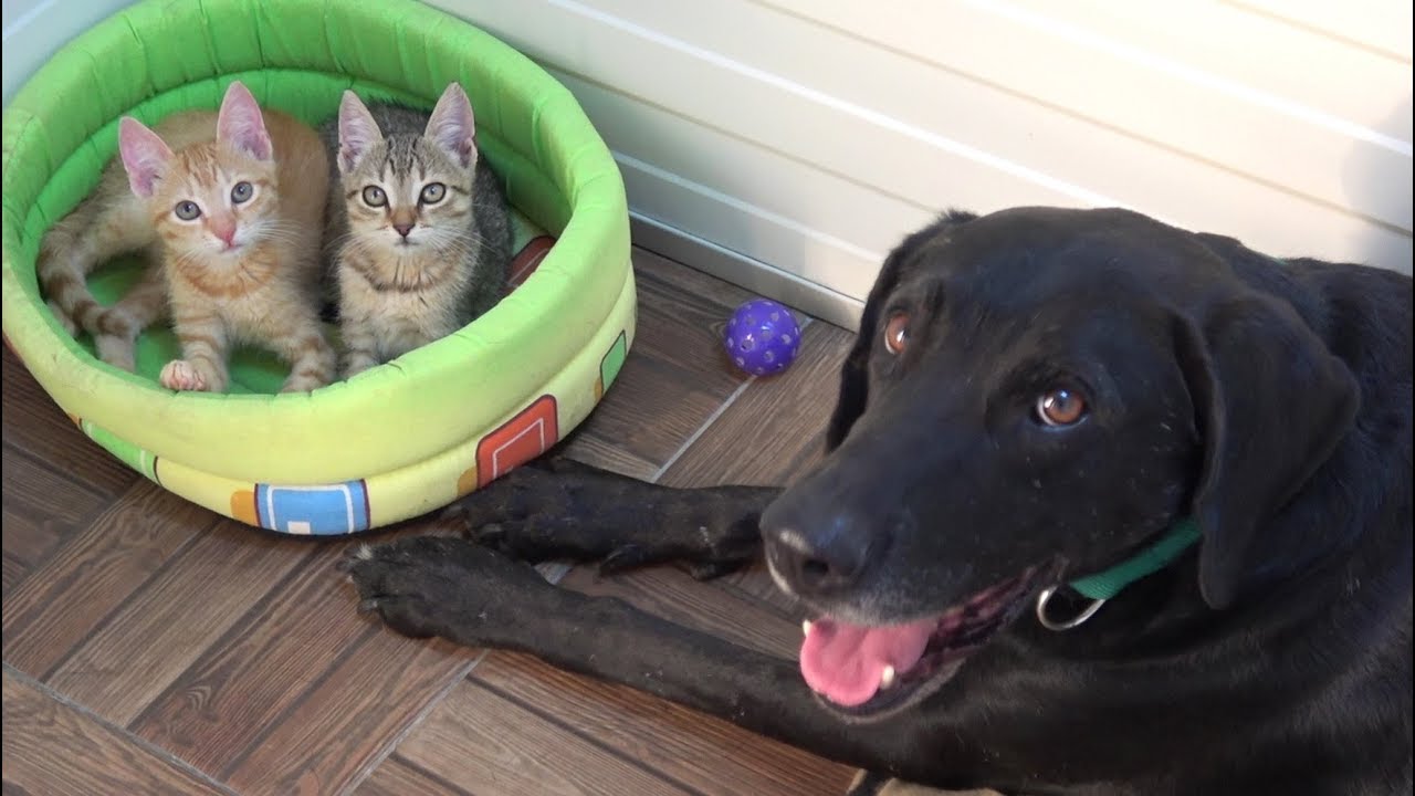 Tiny Kittens Found Abandoned On Road Have A Special Foster Dog Dad