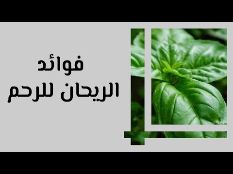 فوائد الريحان للرحم