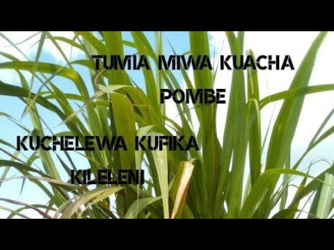 Video: Kuchelewesha: Jinsi ya Kuacha Kuchelewesha