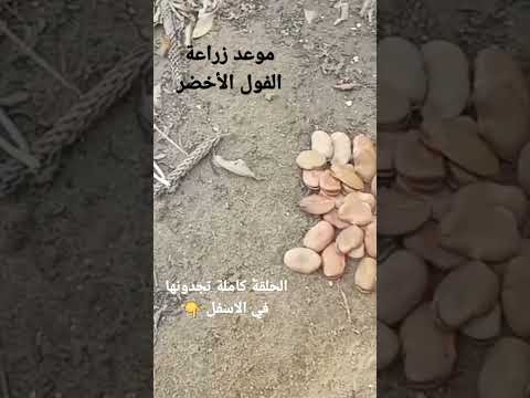 متى أستطيع أن ازرع الفول الأخضر خطوة خطوة على قناة زراعة الخضروات