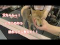 シャンプー苦手犬の初めてのトリミングサロン！！