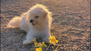 Training My Bichon Frise/Chihuahua Mix Pup Some Tricks