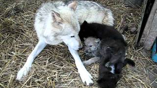 New Wolf Babies 1