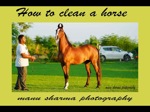 How to clean ,Groom a horse