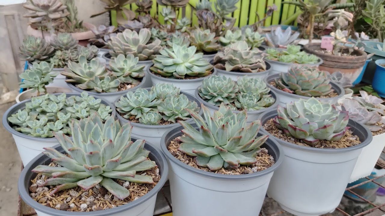 NAILIPAT KUNA ANG MGA BAGO KUNG SUCCULENT 3/5/26
