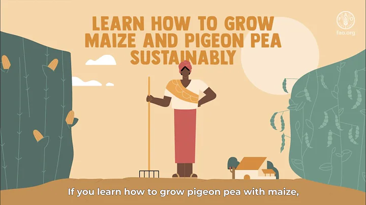 Learn how to grow maize with pigeon pea