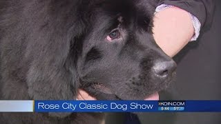 Rose City dog show