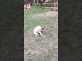 #bollywood #love #btsarmy #pets