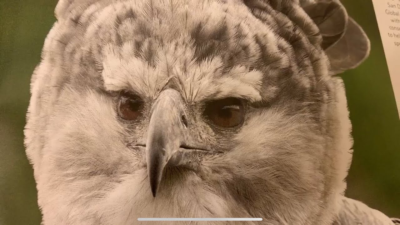 超レア！巨大BIG 70's〜ネイティブアメリカン イーグル鷲USA