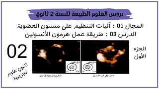 الدرس 03: طريقة عمل الهرمونات البنكرياسية (الأنسولين) | 2 ع ت..