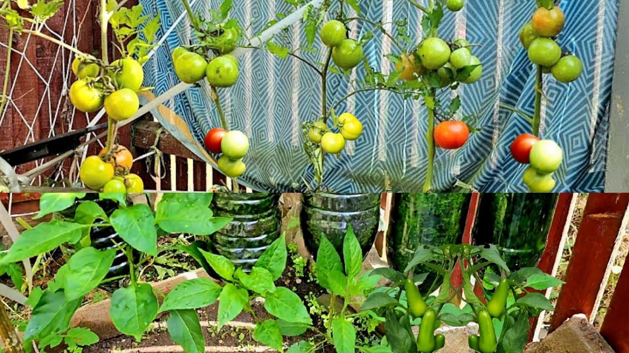 Bottle Gardening Ideas: Growing Tomatoes & Chilli in Plastic Hanging Bottles, Someone With No Garden