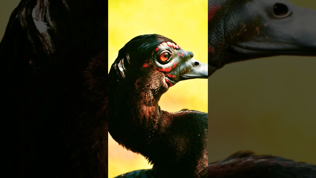 Black Necked Stork खतरनाक काली गर्दन वाला सारस @madhur000