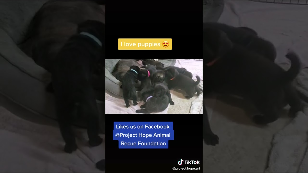 Puppy Playtime!    Project Hope Animal Rescue Foundation