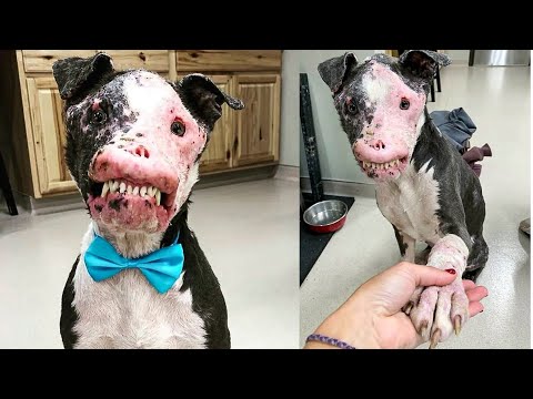 BEWARE! The scariest and kindest dog! - YouTube