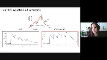 NetPyNE2021 Projects 01 Ruggieri