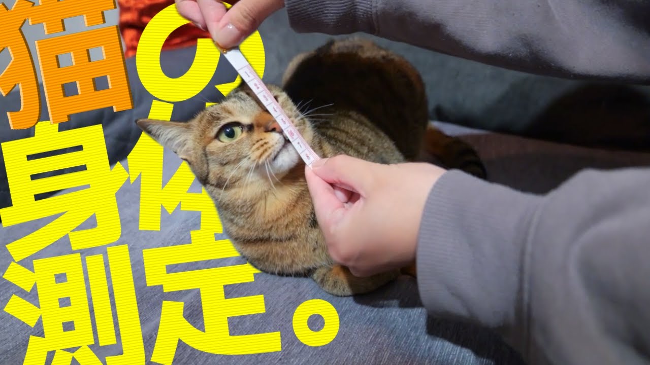 猫の身体測定をして噂のデブ疑惑を暴きます