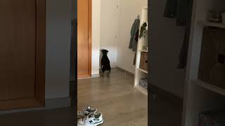 Dog's Tail Wags Like a Fan Hearing Outside Sounds