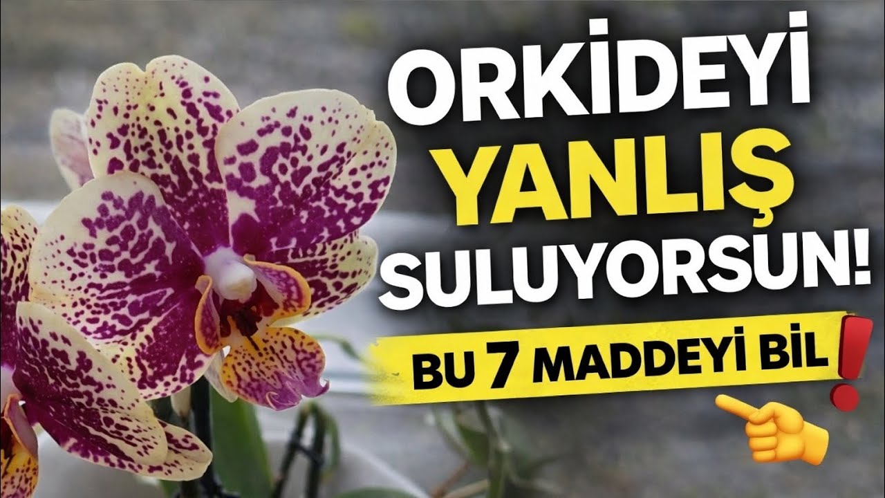 🌸 Вы неправильно поливаете свою орхидею! ❌ Вы не допустите ошибки, если будете знать эти 7 советов 💧